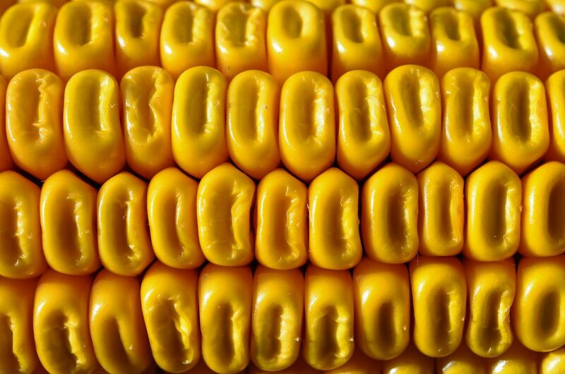 Corn up close - by PixelAnarchy via All-free-download_com